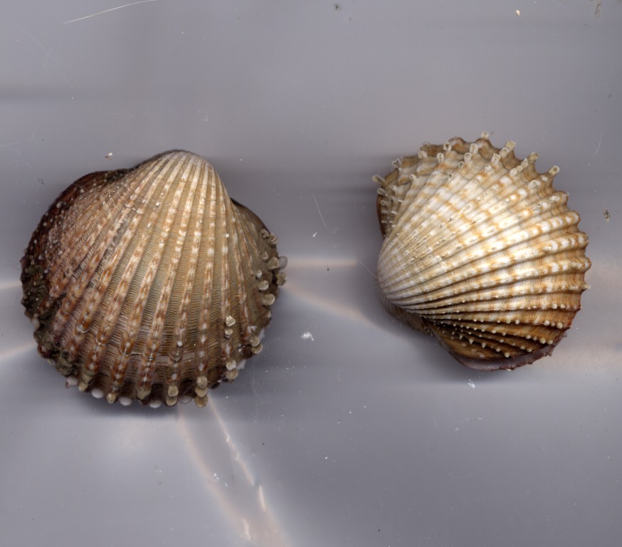 Ostrea edulis e Acanthocardia echinata